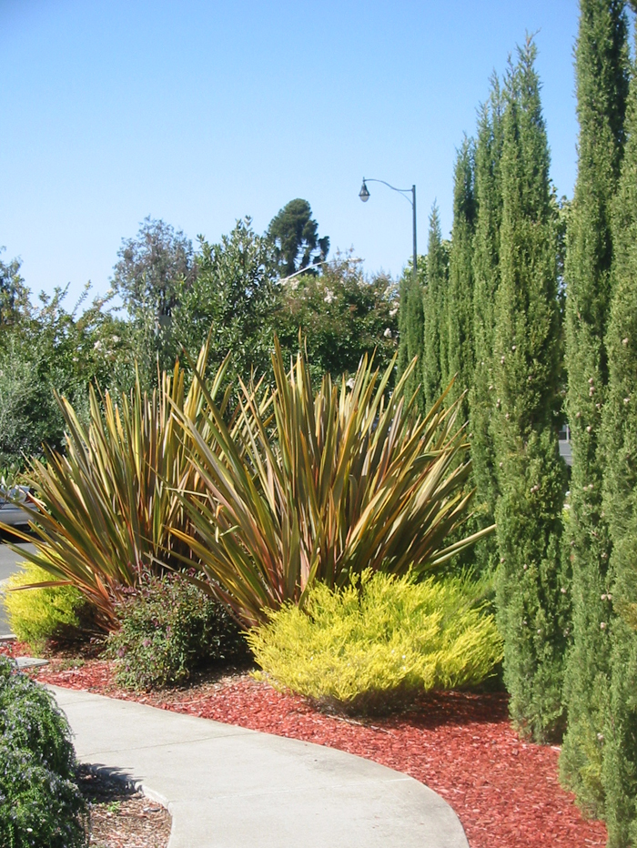 Home and landscape design in Sebastopol, Windsor, Santa Rosa and Sonoma. Stephen Charlip Landscape Architecture created this outdoor garden and event deck in Sonoma for the Sebastiani Winery. Outdoor gardens and landscape design by Petaluma landscape designer and architect Stephen Charlip. We combine the skills of an architect with those of a landscape designer to create unique wine country designs in Sonoma county.